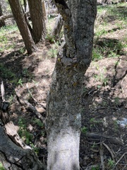 Acer glabrum neomexicanum