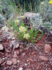 Musineon tenuifolium
