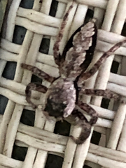 Platycryptus
