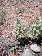 Oreocarya thyrsiflora