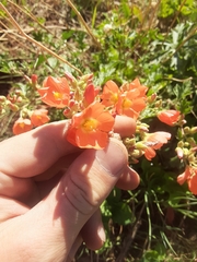 Sphaeralcea munroana