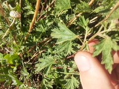 Sphaeralcea munroana