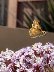 Hesperiidae