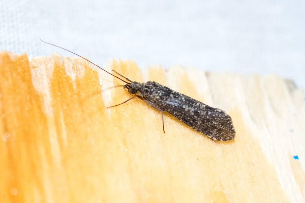 Hydropsyche betteni