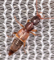 Achenomorphus corticinus