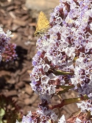 Hesperiidae