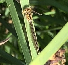 Ischnura gemina