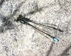 Ischnura gemina