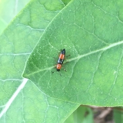 Languria trifasciata