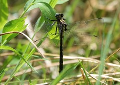 Phanogomphus quadricolor