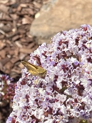 Hesperiidae