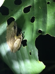 Scinax ruber