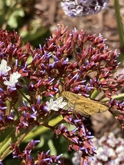 Hesperiidae