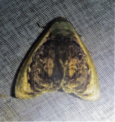 Lepidodes