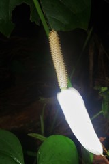 Anthurium huixtlense