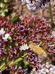 Hesperiidae
