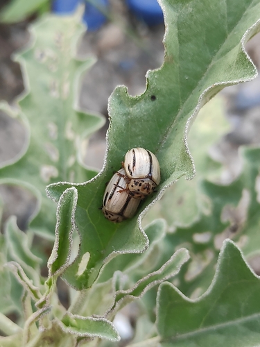 Twoline Satansbos Leaf Beetle