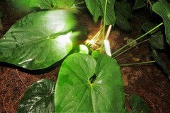 Anthurium huixtlense