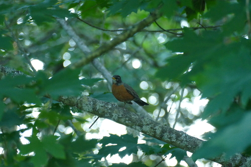 American Robin
