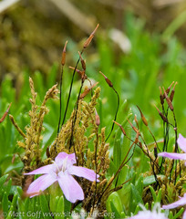 Racomitrium ericoides