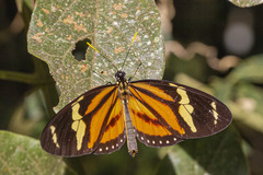 Lycorea halia discreta