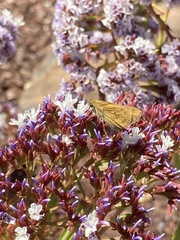 Hesperiidae