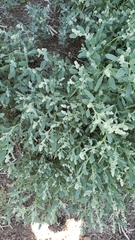 Chenopodium atrovirens