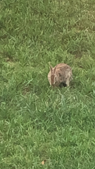 Sylvilagus floridanus