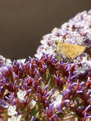 Hesperiidae
