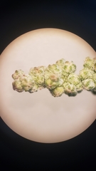 Chenopodium atrovirens