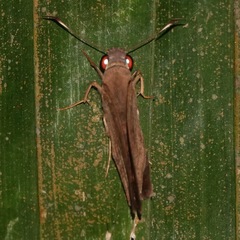 Erionota hiraca apicalis