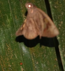 Erionota hiraca apicalis