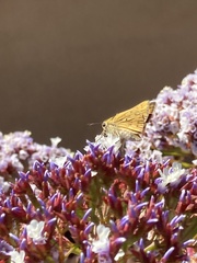 Hesperiidae