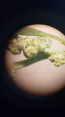 Chenopodium atrovirens