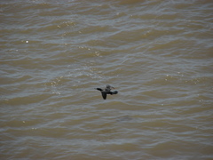 Nannopterum brasilianum