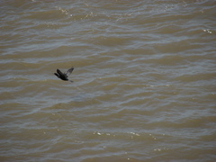 Nannopterum brasilianum