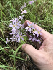 Sabatia brachiata