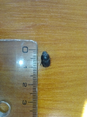 Protaetia morio