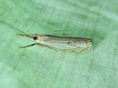 Crambus saltuellus