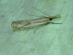 Crambus saltuellus