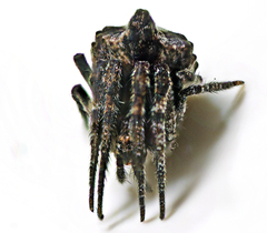 Poltys illepidus