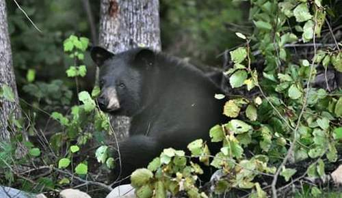 American Black Bear photographed in Massachusetts