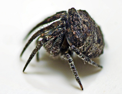 Poltys illepidus