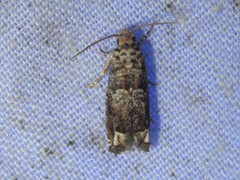 Epiblema abruptana