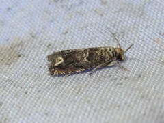 Epiblema abruptana