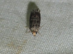 Epiblema abruptana
