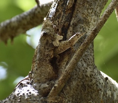 Anolis angusticeps