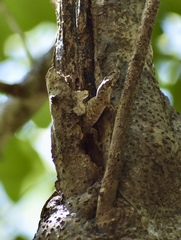 Anolis angusticeps