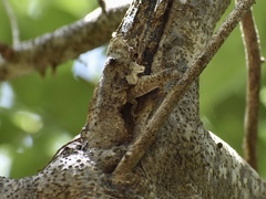 Anolis angusticeps