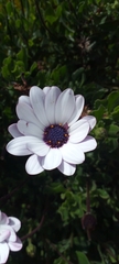 Dimorphotheca